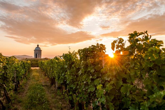 Máme rádi víno…