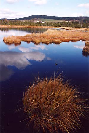 Na Šumavě, kousek od německých hranic