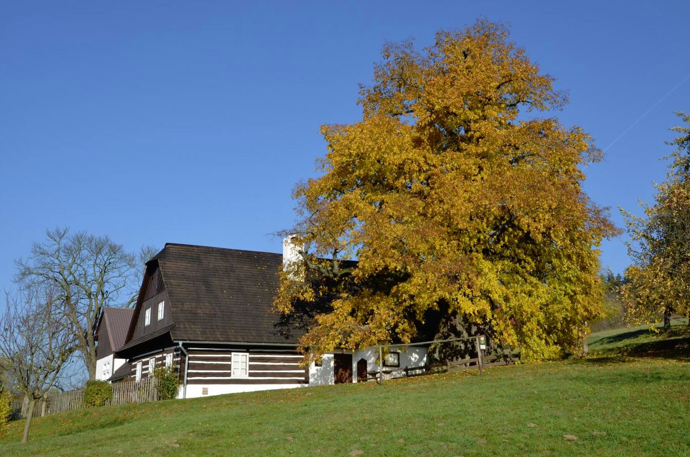 Legenda o zpívající lípě